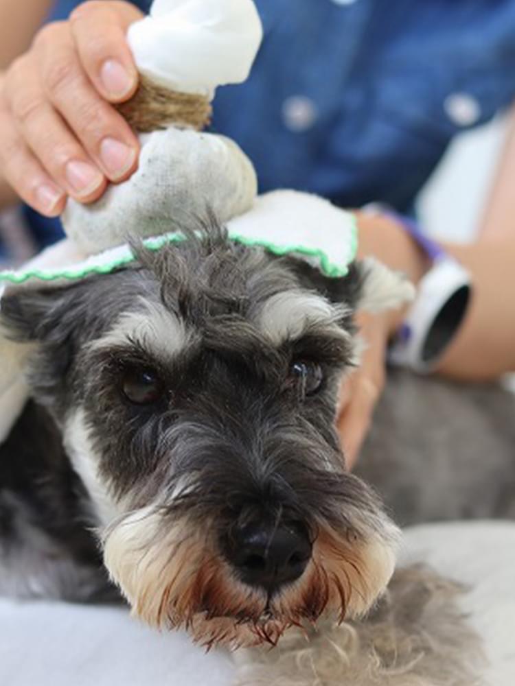 犬の美容室トップ